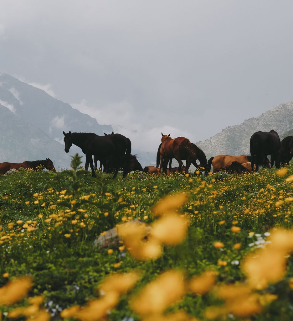 A serene landscape of wild horses grazing in a meadow with yellow flowers and mountain backdrop.